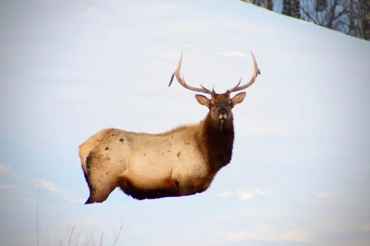an elk standing in a field