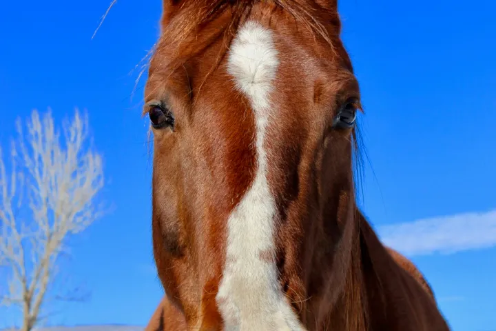 a close up of a horse that is looking at the camera