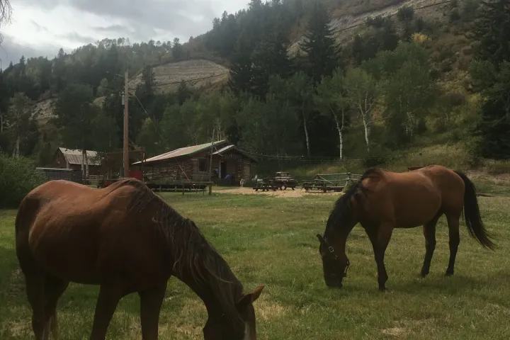 a brown horse grazing in a field