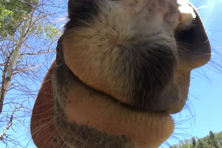 Close up of Cowboy the horse