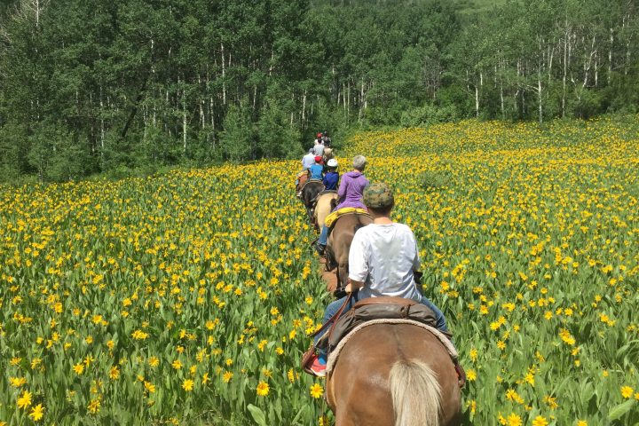 a person riding a horse in a field