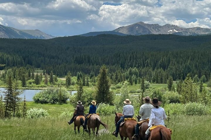 a herd of cattle standing on top of a mountain